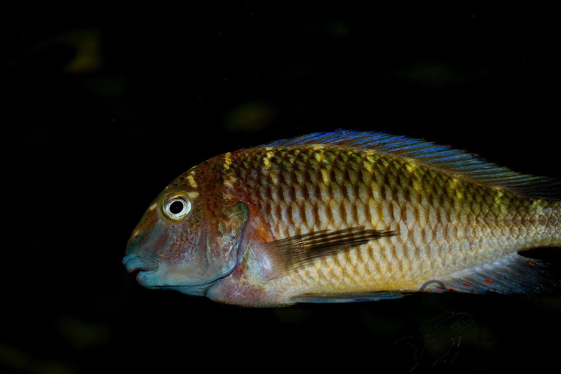 Tropheus moorii 'Maleza Island'